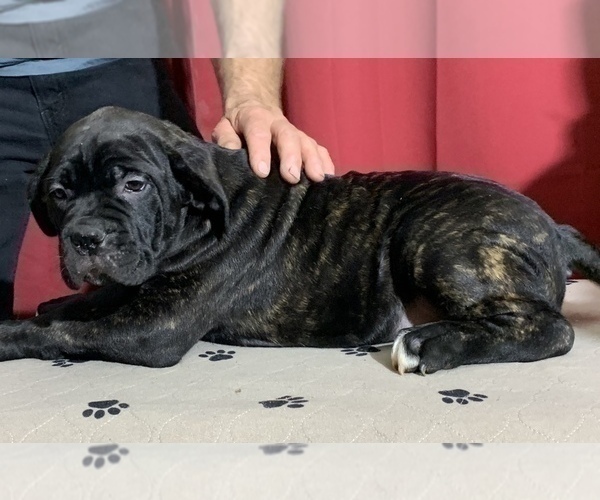 Medium Photo #112 Cane Corso Puppy For Sale in COTTAGE GROVE, OR, USA