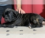 Small Photo #112 Cane Corso Puppy For Sale in COTTAGE GROVE, OR, USA