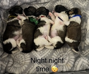 Shih Tzu Puppy for Sale in GLENDALE HEIGHTS, Illinois USA