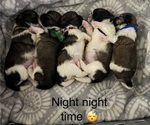 Image preview for Ad Listing. Nickname: Litter of 5