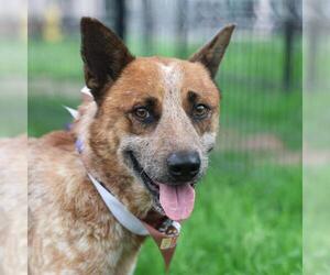 Mutt Dogs for adoption in San Antonio, TX, USA