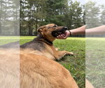 Small #2 German Shepherd Dog