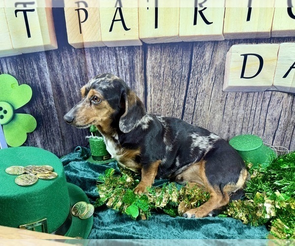 Medium Photo #3 Dachshund Puppy For Sale in CASSVILLE, MO, USA