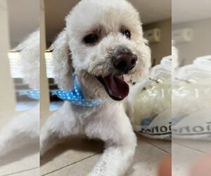 Poochon Dogs for adoption in San Diego, CA, USA