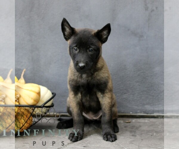 Medium Photo #4 Belgian Malinois Puppy For Sale in RONKS, PA, USA