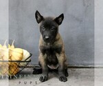 Rosie - Female Belgian Malinois Puppy for Sale - Photo #4