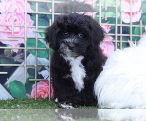 Cavachon Puppy for sale in MARIETTA, GA, USA