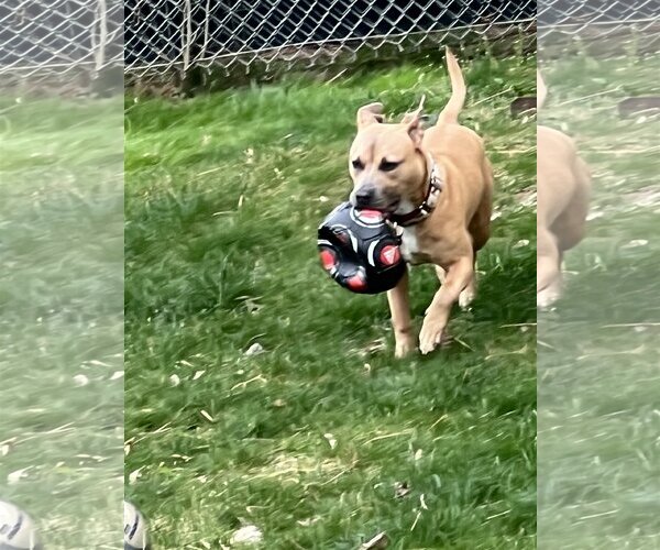 Medium Photo #4 American Pit Bull Terrier-Unknown Mix Puppy For Sale in Westminster, MD, USA