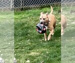 Small #3 American Pit Bull Terrier Mix