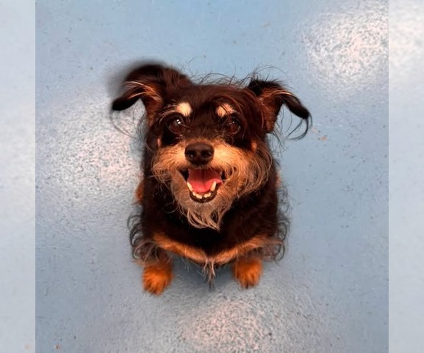 Medium Photo #2 Australian Shepherd-Unknown Mix Puppy For Sale in Muskegon, MI, USA