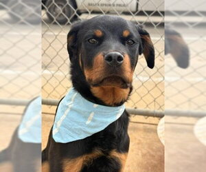 Rottweiler Dogs for adoption in Hillsboro, NH, USA