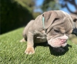 Small Photo #4 English Bulldog Puppy For Sale in RIVERSIDE, CA, USA