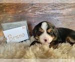 Puppy 8 Bernese Mountain Dog-Cavalier King Charles Spaniel Mix