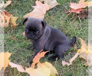 American Lo-Sze Pugg Puppy for sale in GOBLES, MI, USA