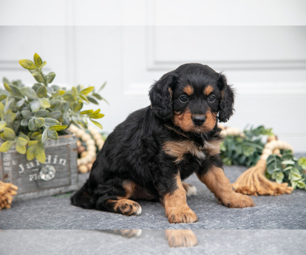 Medium Photo #3 Cavapoo Puppy For Sale in SHILOH, OH, USA