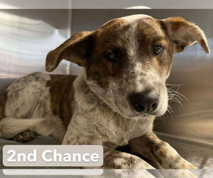 Mutt Dogs for adoption in Foristell, MO, USA