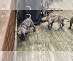 Puppy Blue Collar Presa Canario