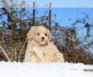 ShihPoo Puppy for sale in DYERSBURG, TN, USA