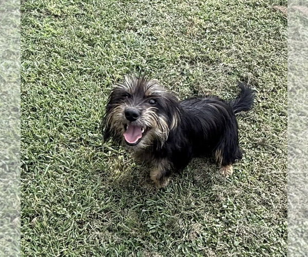 Medium Photo #1 Mutt Puppy For Sale in Oakhurst, NJ, USA