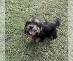 Small Mutt