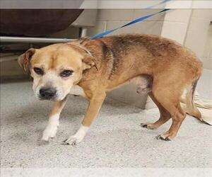Boxer-Unknown Mix Dogs for adoption in Conroe, TX, USA