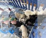 Small Photo #97 French Bulldog Puppy For Sale in TACOMA, WA, USA