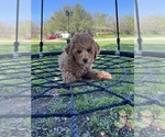 Small Photo #18 Goldendoodle (Miniature) Puppy For Sale in HALTOM CITY, TX, USA