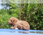 Small #6 Poodle (Toy)