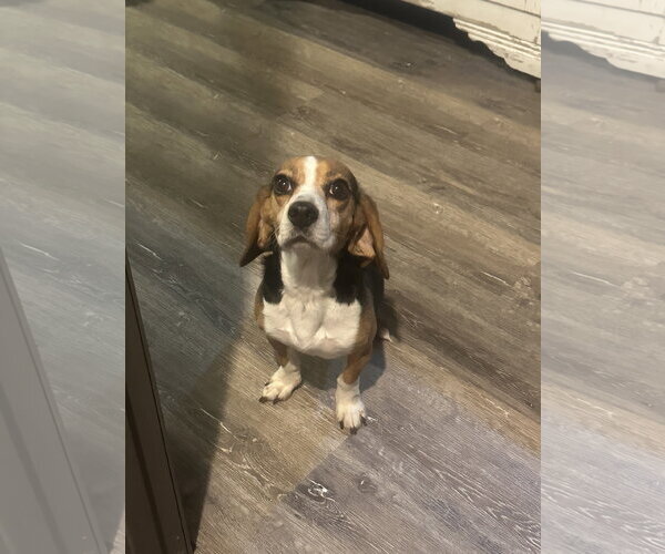 Medium Photo #2 Beagle Puppy For Sale in Mouth Of Wilson, VA, USA