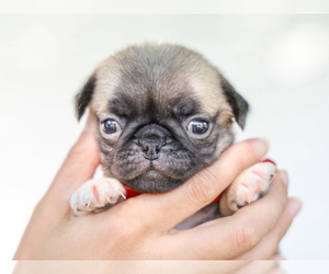 Pug Puppy for sale in LIBERTY, KY, USA