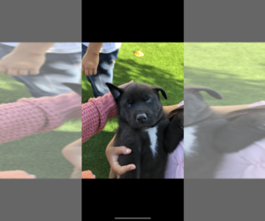 Alaskan Husky-American Pit Bull Terrier Mix Puppy for sale in HAYWARD, CA, USA