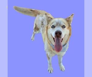 Siberian Husky Dogs for adoption in Bakersfield, CA, USA