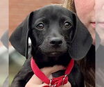 Small #4 Beagle Mix