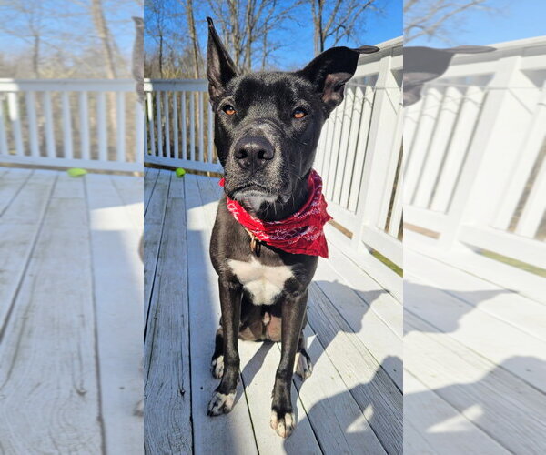 Medium Photo #6 Australian Kelpie-Unknown Mix Puppy For Sale in Rockaway, NJ, USA