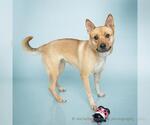 Small #1 Carolina Dog-German Shepherd Dog Mix