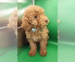 Small Photo #19 Poodle (Miniature) Puppy For Sale in BLUE MOUND, TX, USA