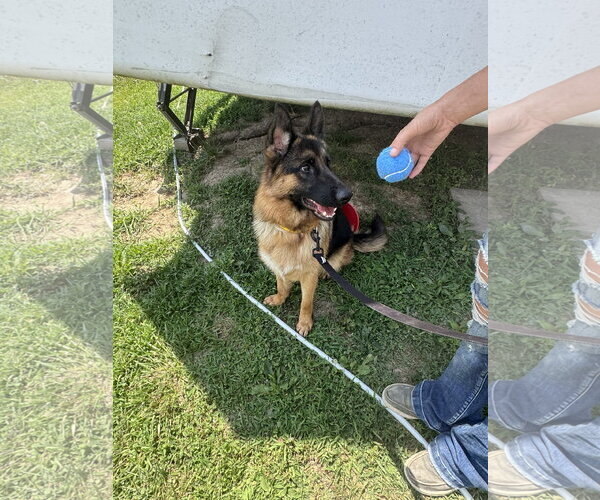 Medium Photo #4 German Shepherd Dog Puppy For Sale in Macon, MO, USA