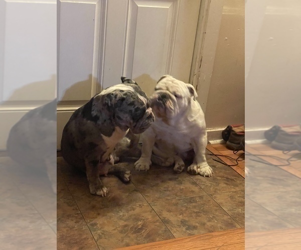 Medium Photo #1 English Bulldog Puppy For Sale in Shelbyville, IL, USA