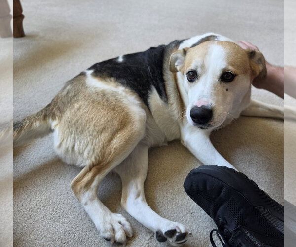 Medium Photo #11 Beagle-Unknown Mix Puppy For Sale in McKinney, TX, USA