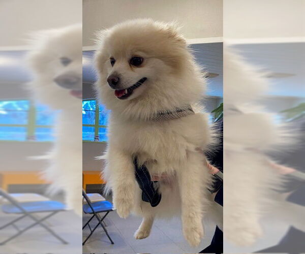 Medium Photo #1 Pomeranian Puppy For Sale in Rancho Cucamonga, CA, USA