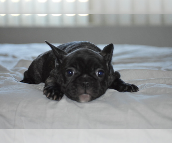 Medium Photo #1 French Bulldog Puppy For Sale in CUCAMONGA, CA, USA
