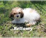 Puppy 1 Poodle (Toy)