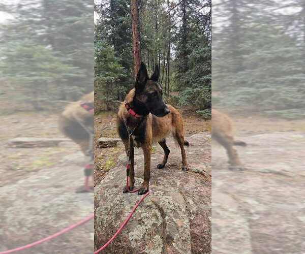 Medium Photo #3 Mutt Puppy For Sale in Imlay City, MI, USA