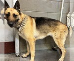 Small German Shepherd Dog Mix