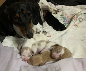 Dachshund Puppy for Sale in RED OAK, Texas USA