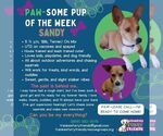 Small #5 Chihuahua Mix