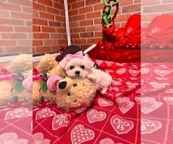 Medium Photo #2 Maltese Puppy For Sale in BOCA RATON, FL, USA