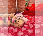 Small #1 Maltese