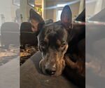 Small #7 Australian Kelpie Mix