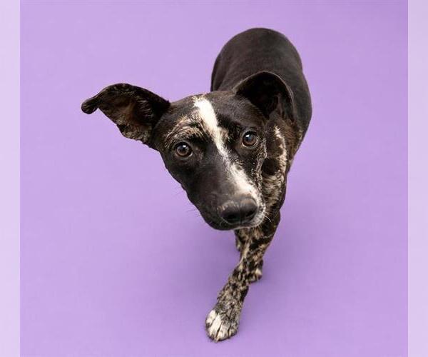 Medium Photo #2 Catahoula Leopard Dog-Unknown Mix Puppy For Sale in HESPERIA, CA, USA